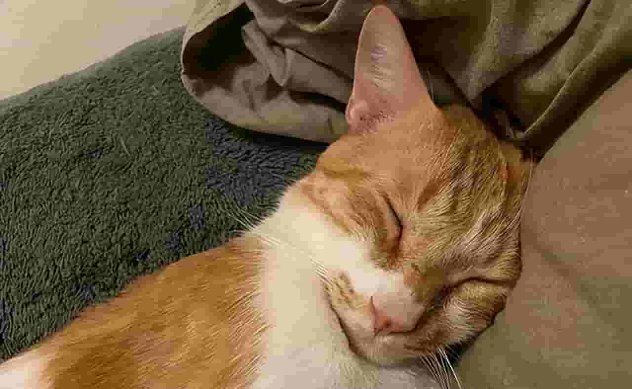 猫咪睡在你身边，是喜欢你的表现吗？可能是你想多了