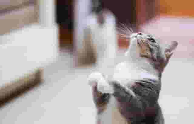 “有主人在的地方，就有猫”为什么猫咪喜欢靠近主人睡觉