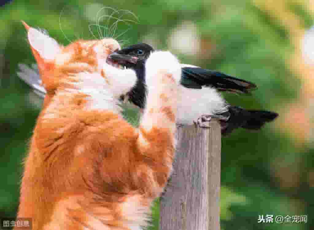 猫为什么吃猫草，猫草的种类以及猫草喂食和种植的相关信息