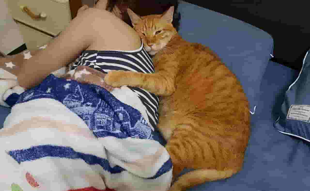 为何猫咪偏要睡在你身边？原来它是这样认为的