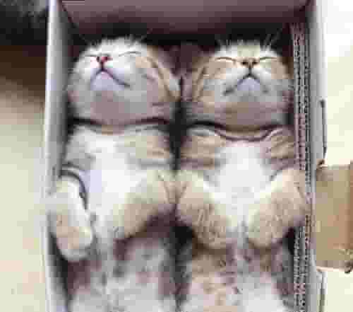 猫咪为什么总是要跟主人一起睡？很简单，就6点！