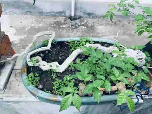 盆景的本质是什么