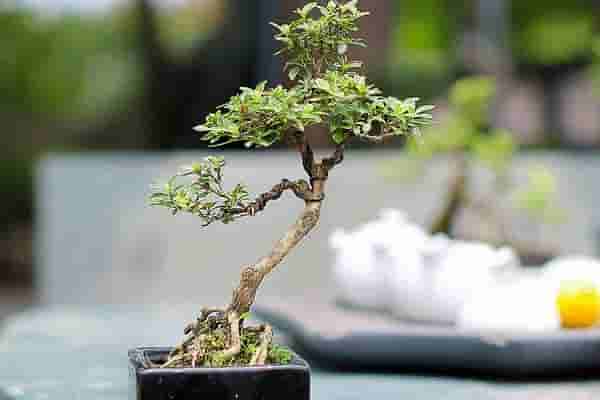 六月雪盆景的前景预测