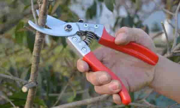 树桩盆景修剪的小窍门