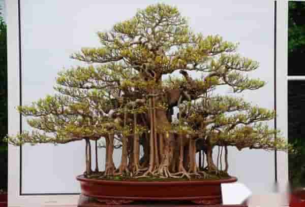 玩盆景——到底玩的是什么？