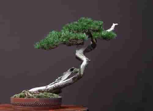 玩盆景，搞懂这十个字，就算入门了！