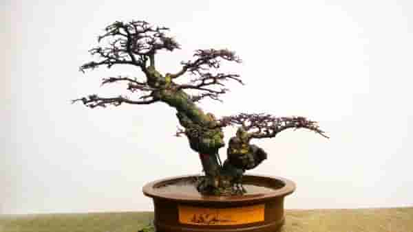 盘点五大树桩盆景流派和常用树种