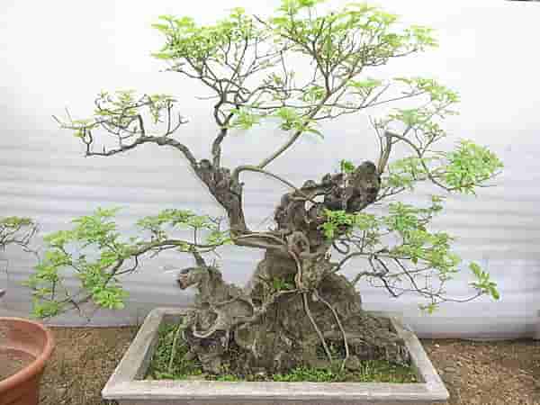 黄荆盆景的制作与养护经验浅谈