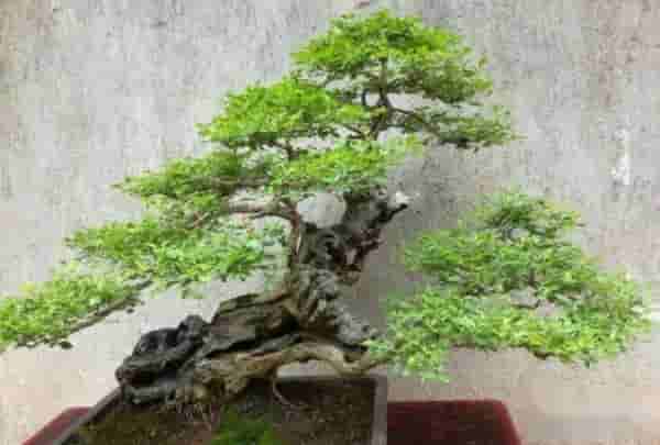 盆景养护的八大禁忌