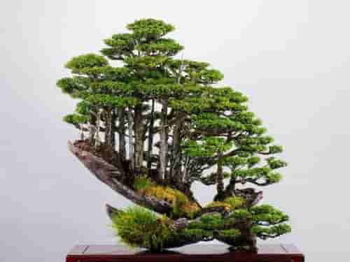 鬼斧神工赏盆景：中日盆景文化对比