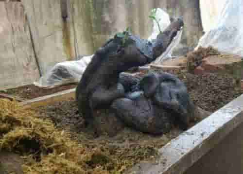 金弹子下山桩先栽培 来年发芽再刨土