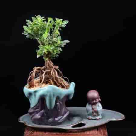 树桩盆景露根技巧——提根法