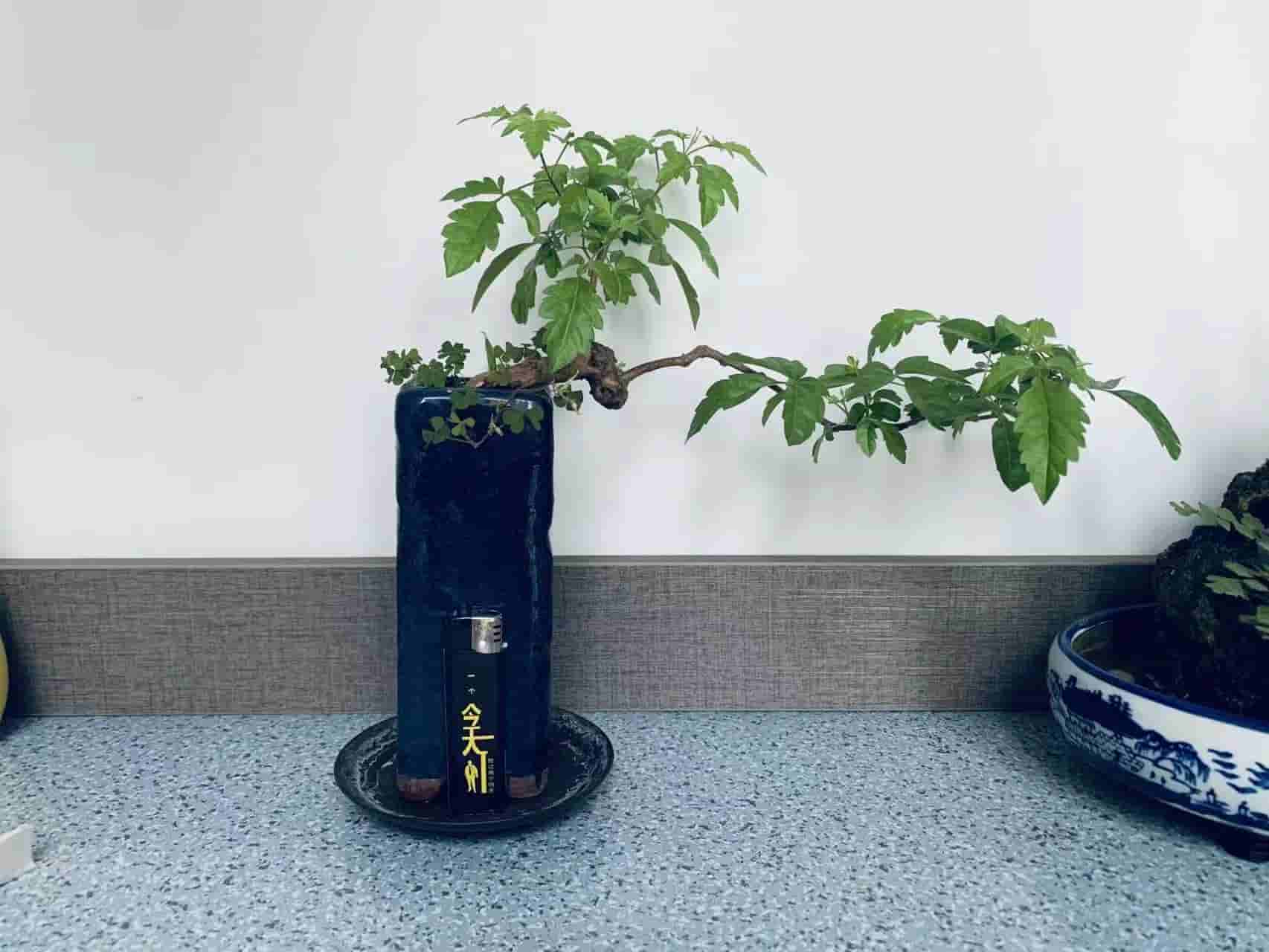 明月家乡的黄荆、小叶女贞、卫矛、金弹子、蕙兰、三角枫赏析