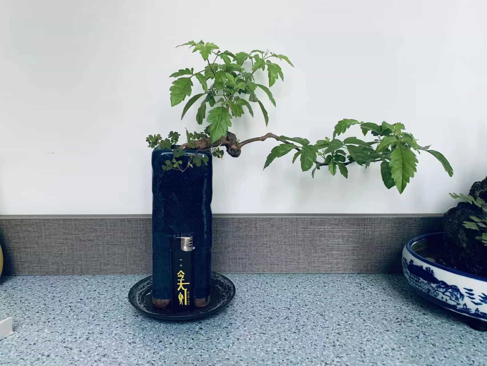 明月家乡的黄荆、小叶女贞、卫矛、