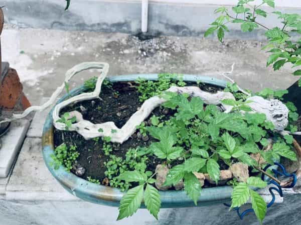 盆景的本质是什么