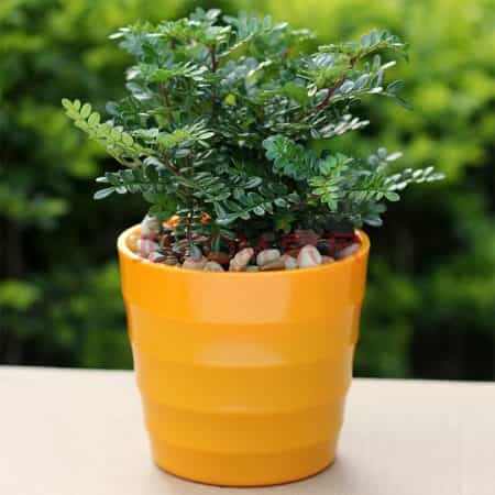 清香木盆景怎么换盆