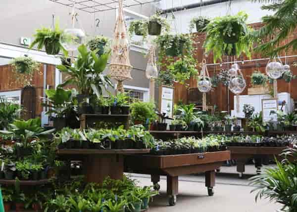 新手养花最容易犯哪些错误？