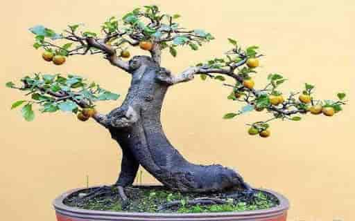 “金弹子”盆景，“熟桩”养护！“6点”注意事项