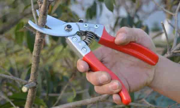 树桩盆景修剪的小窍门