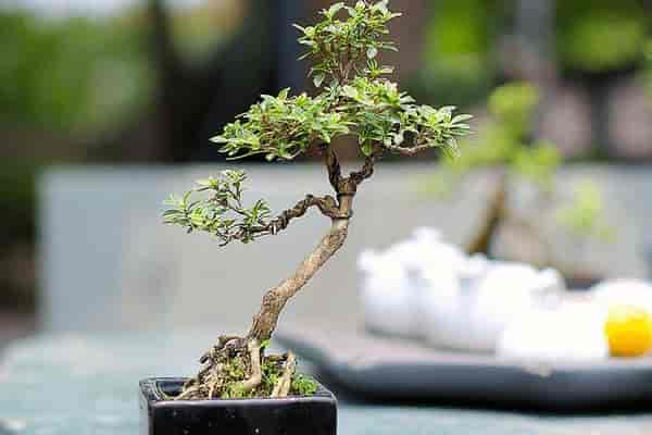 六月雪盆景的前景预测