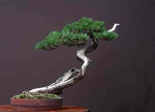 玩盆景，搞懂这十个字，就算入门了！