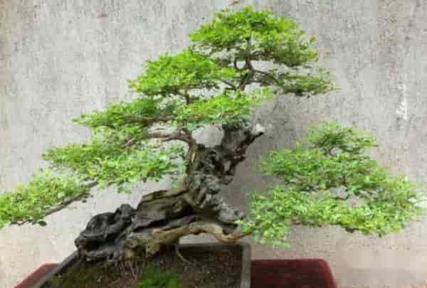 盆景养护的八大禁忌