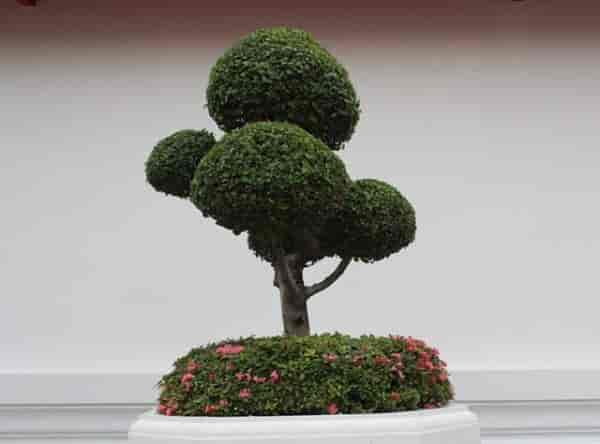 盆景四大家、七贤、十八学士，指哪些